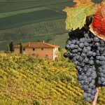 Tuscany-Winenery