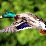 Luigi-Scannagatta-Ornithological-museum