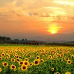 Toscany-Sunflowers