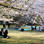 Hanami-Rome