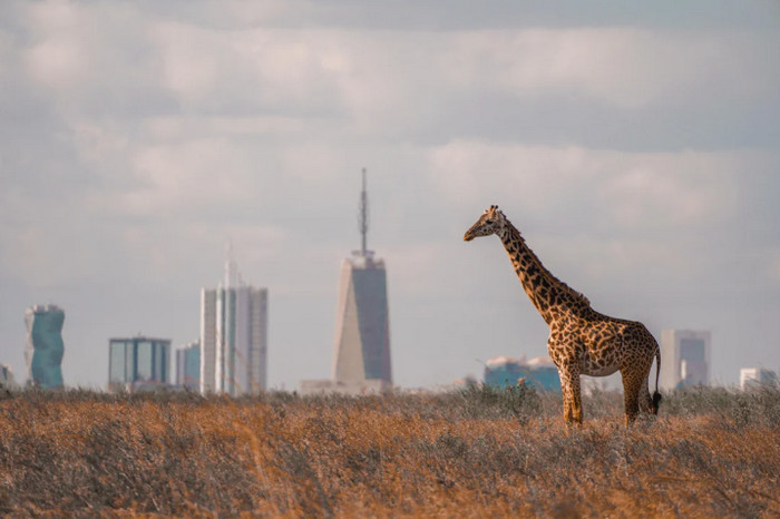 Nairobi skyline and Westlands business district safety guide 2025