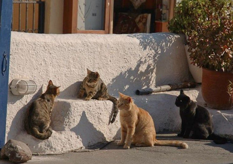 Greek Cats
