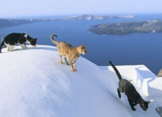 There is a Greek Island where you can Live for FREE by taking care of stray Cats