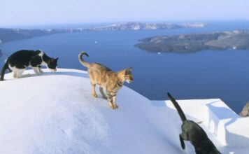 There is a Greek Island where you can Live for FREE by taking care of stray Cats