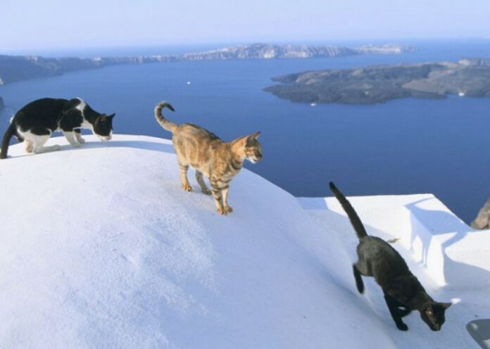 There is a Greek Island where you can Live for FREE by taking care of stray Cats