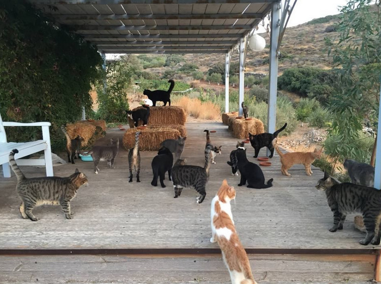 Syros Has So Many Stray Cats