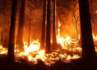 7 Most Dangerous Countries for Wildfires