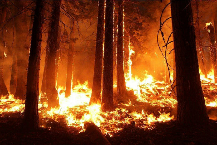 7 Most Dangerous Countries for Wildfires