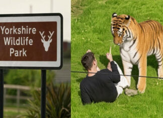 Man Dies after being attacked by Tiger in Wildlife Park